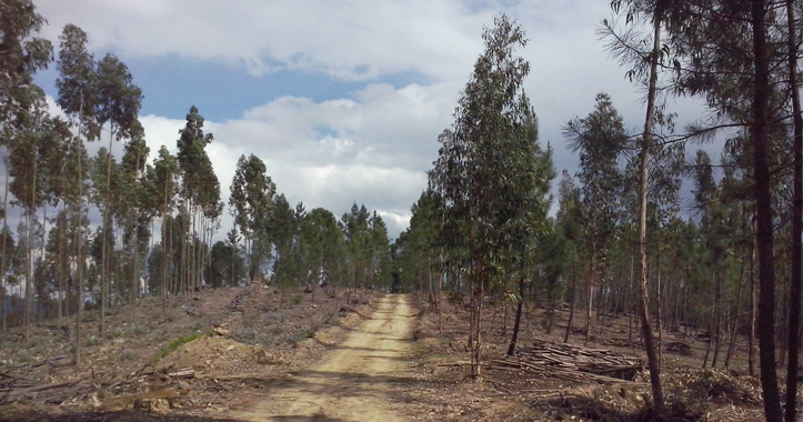 Sld-FGC-RedePrimaria